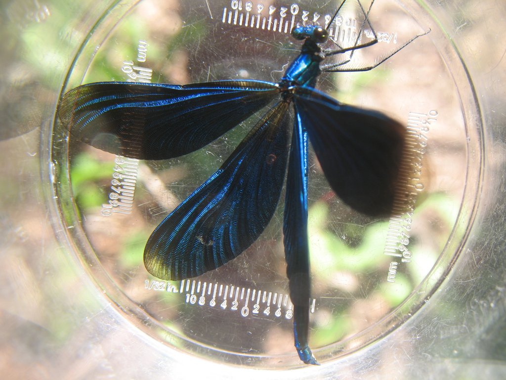 Calopteryx male 004